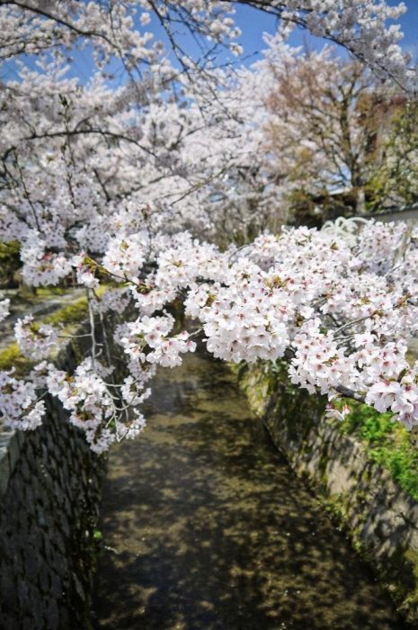 哲学の道の桜