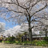 哲学の道の桜