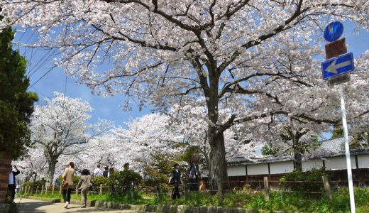 哲学の道の桜