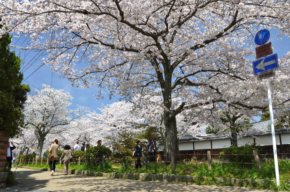 哲学の道の桜