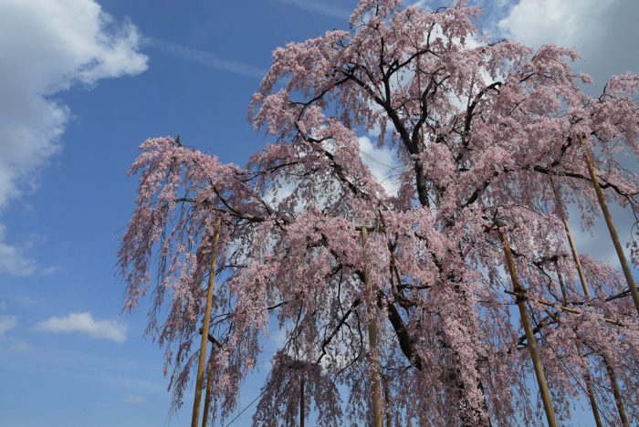 東寺の不二桜