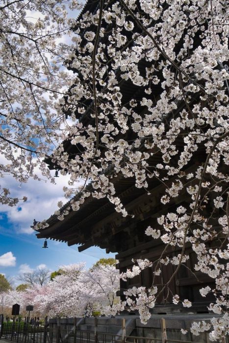 東寺の桜