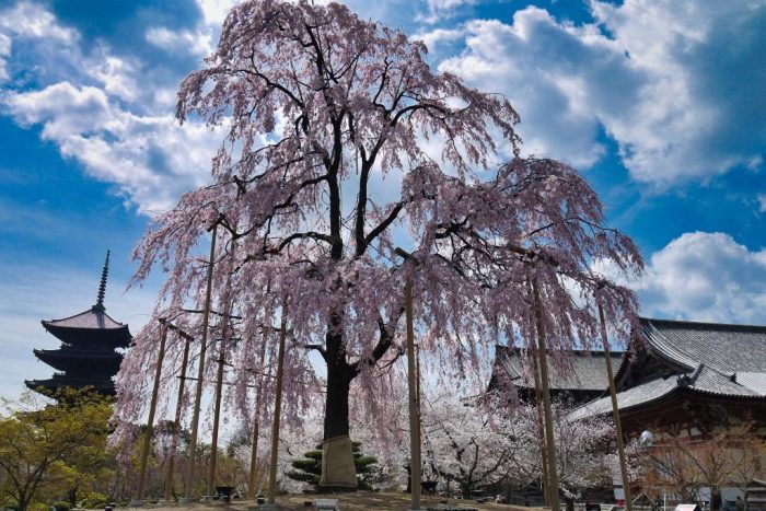 東寺の不二桜