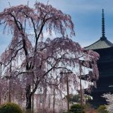 東寺の不二桜