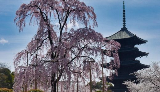 東寺の不二桜