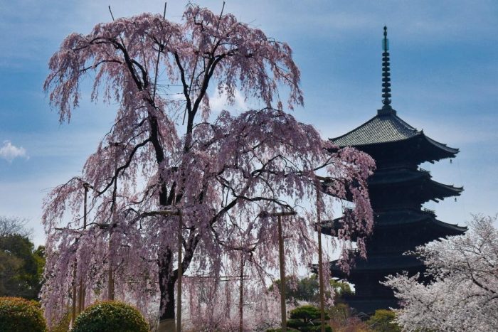 東寺の不二桜