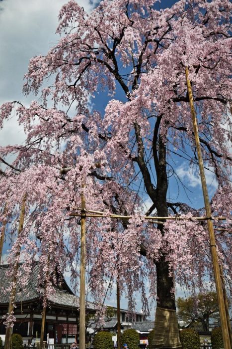 東寺の不二桜