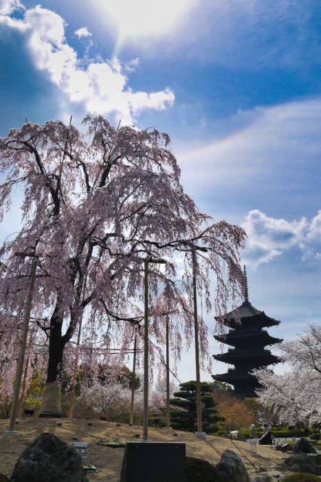 東寺の不二桜