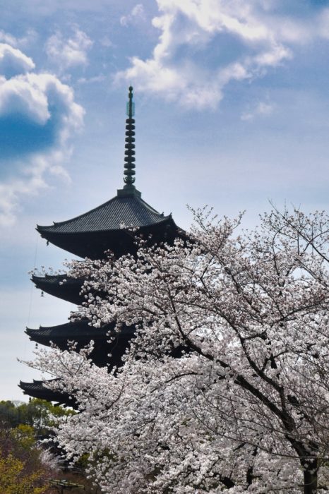 東寺の桜