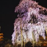 ライトアップされた東寺の不二桜