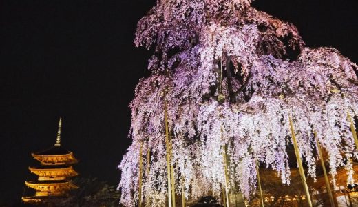 ライトアップされた東寺の不二桜