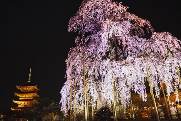 ライトアップされた東寺の不二桜