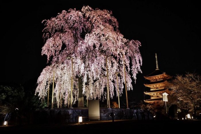 ライトアップされた東寺の不二桜