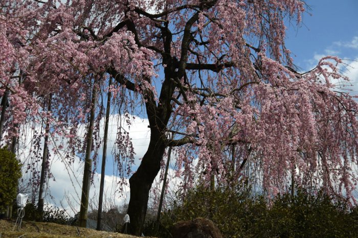 宇治市植物公園の桜