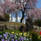 宇治市植物公園の桜