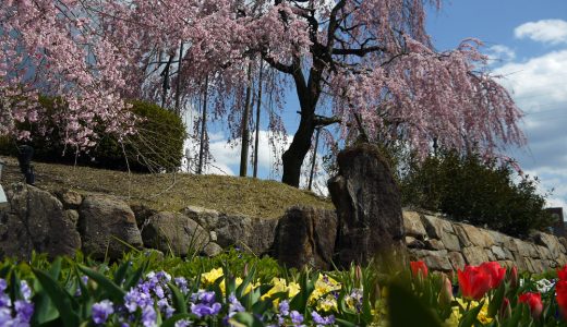 宇治市植物公園の桜