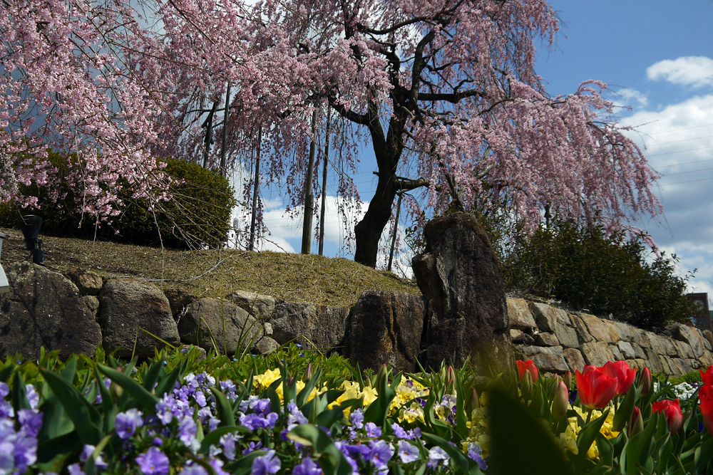 宇治市植物公園の桜