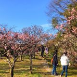 梅小路公園・梅まつり