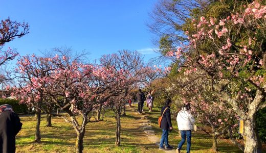 梅小路公園・梅まつり