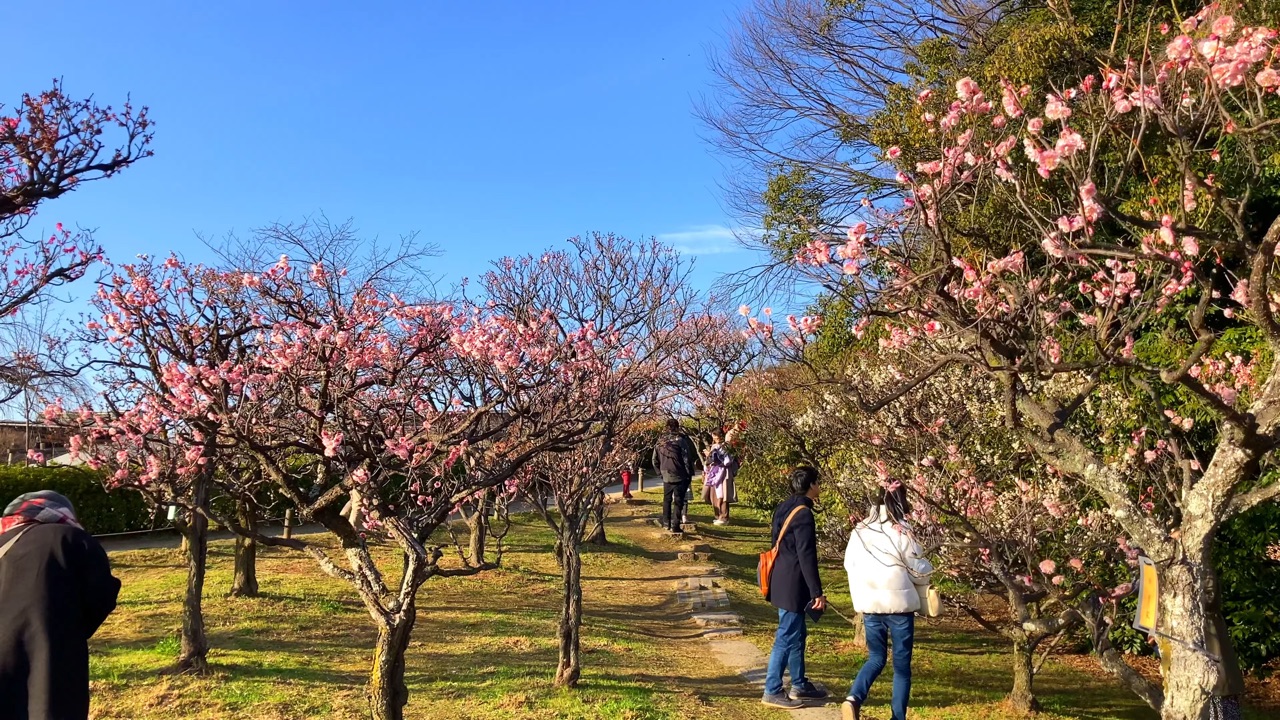 梅小路公園・梅まつり