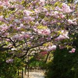 梅宮大社の八重桜