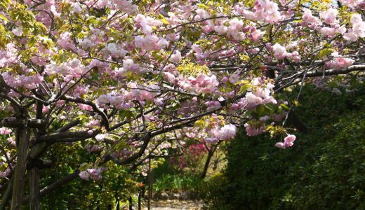 梅宮大社の八重桜