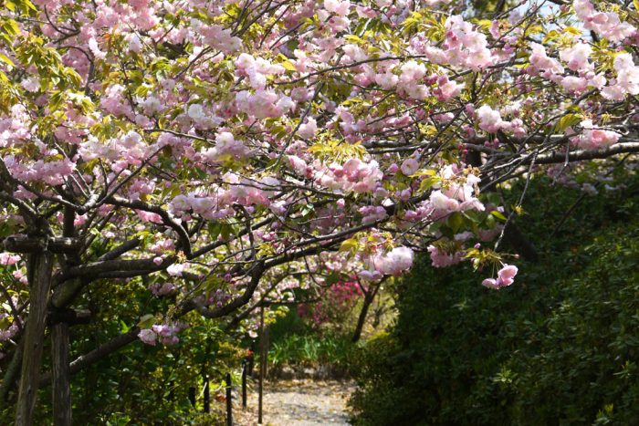 梅宮大社の八重桜