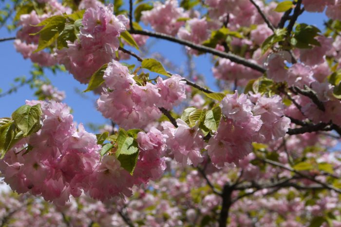 梅宮大社の八重桜