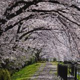 山科疏水の桜