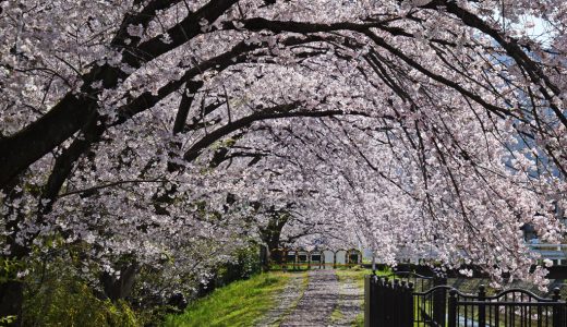 山科疏水の桜