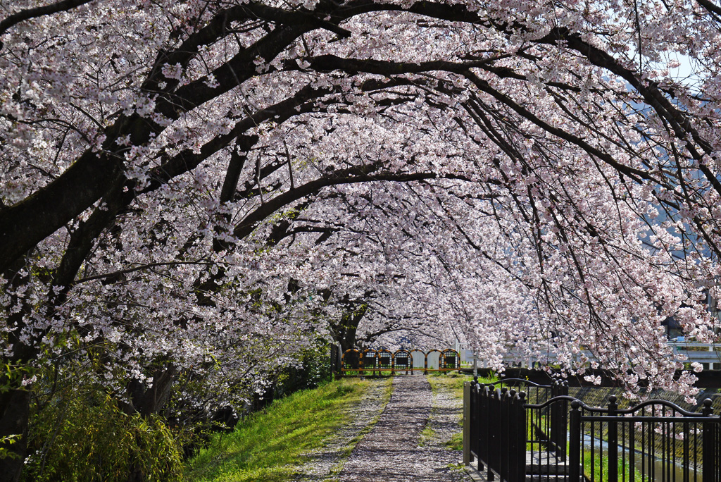 山科疏水の桜