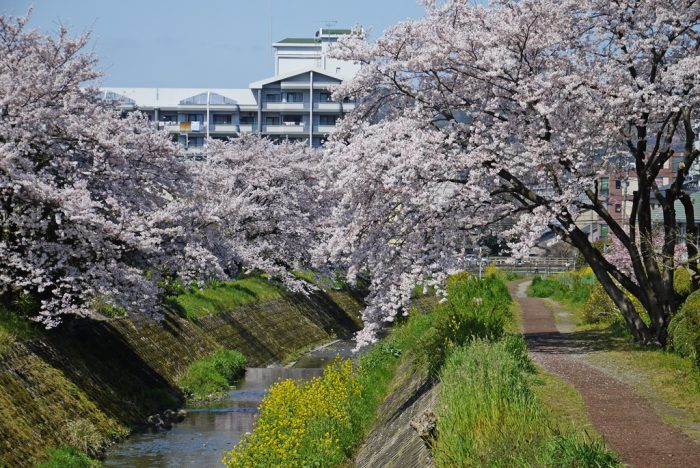 山科疏水の桜