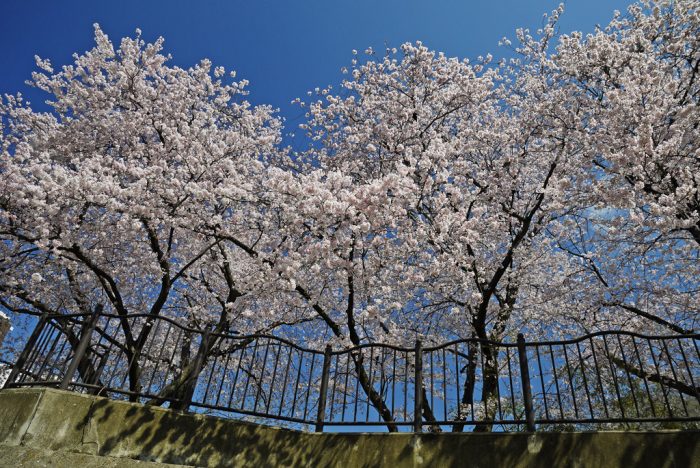 山科疏水の桜