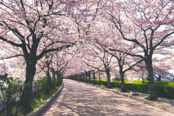 亀岡市・和らぎの道