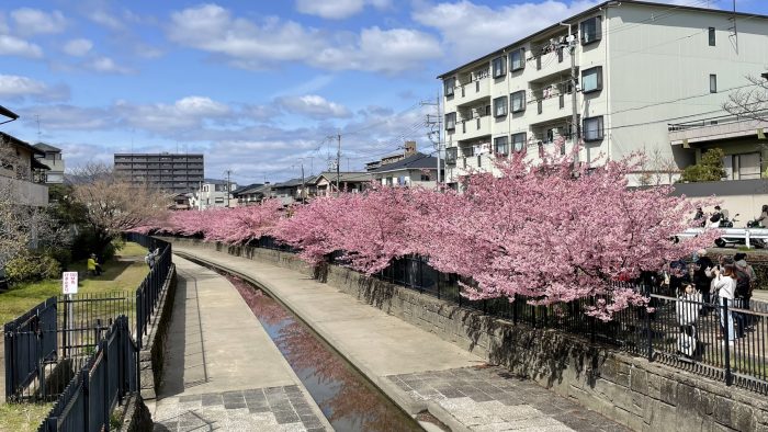 淀水路の河津桜