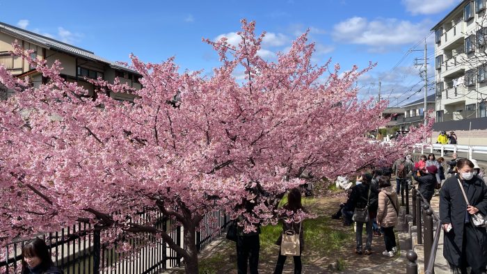 淀水路の河津桜