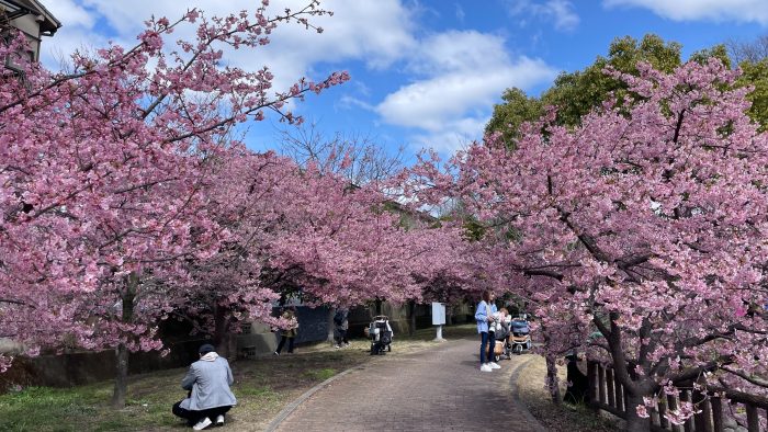 淀水路の河津桜