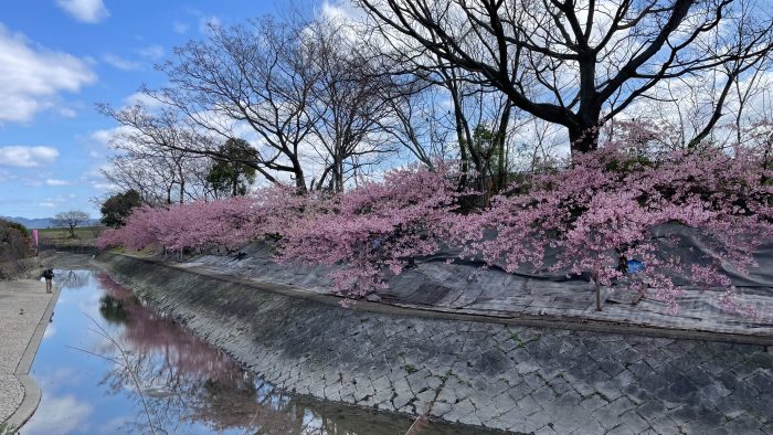 淀水路の河津桜