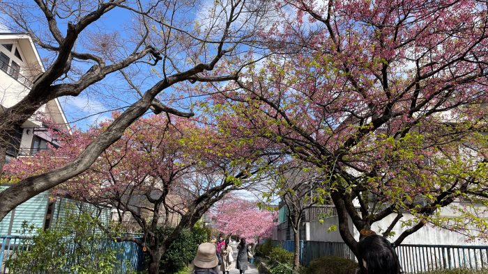 淀水路の正月桜