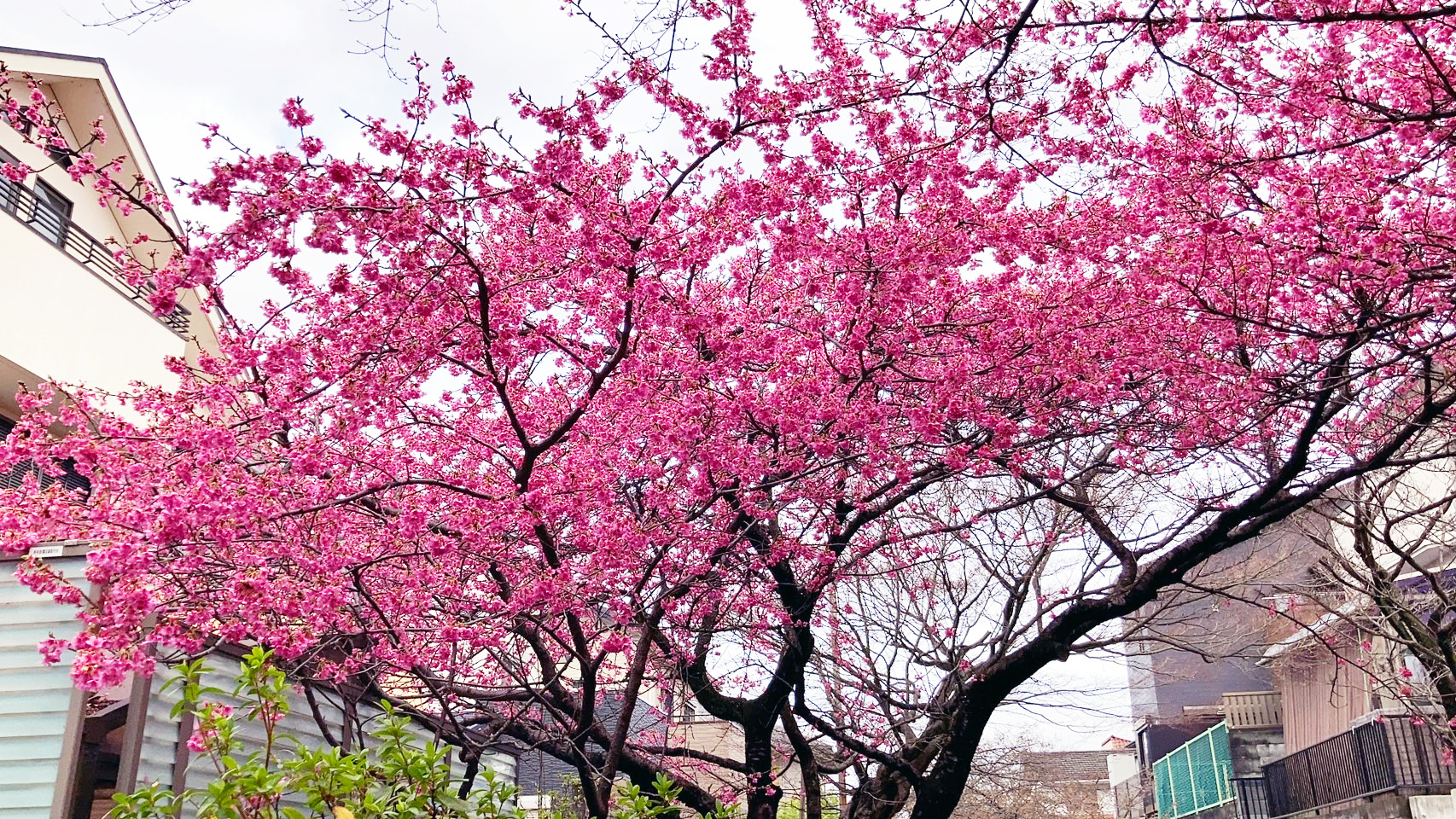 桜橘　都桜 4/20 発売】adidas Originals ZX 8000 “Hanami/Sakura