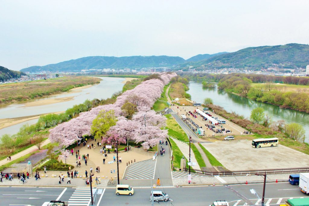 淀川河川公園・背割堤