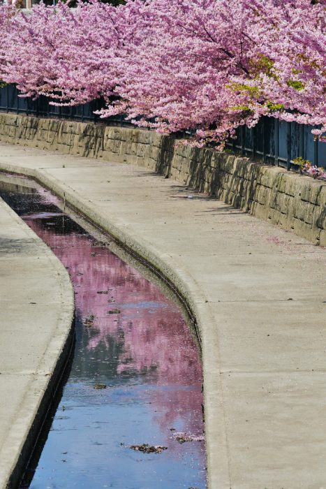 淀水路の河津桜