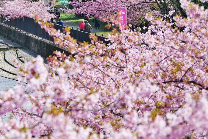 淀水路の河津桜