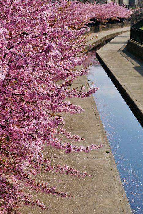 淀水路の河津桜