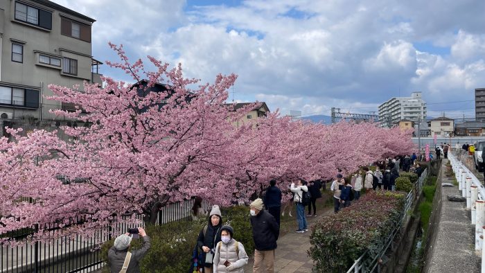 淀水路の河津桜