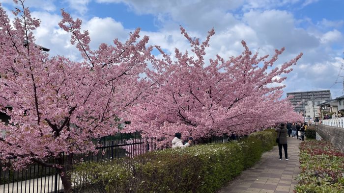 淀水路の河津桜