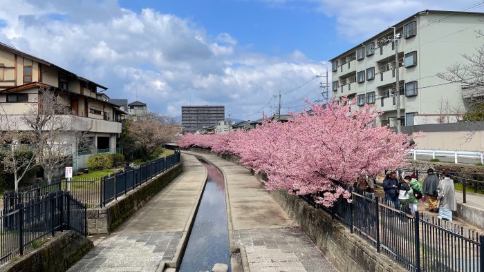 淀水路の河津桜