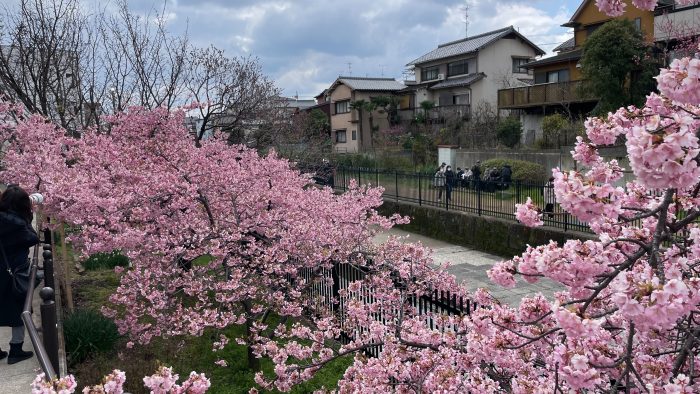 淀水路の河津桜