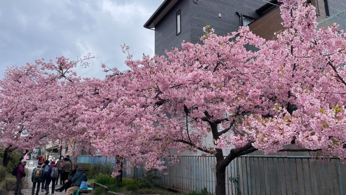 淀水路の河津桜