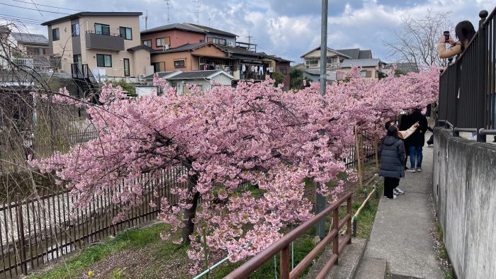 淀水路の河津桜